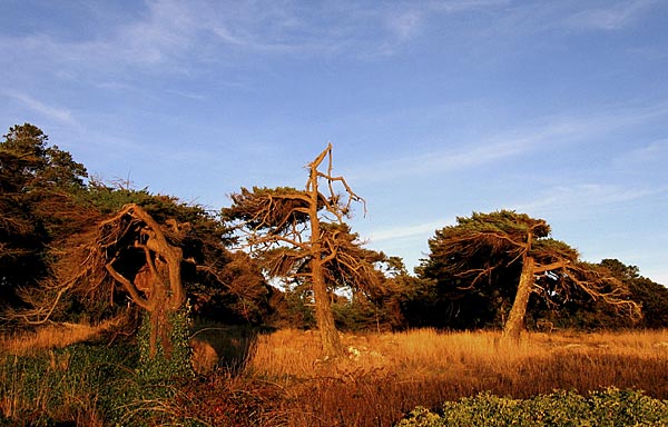 Discovery Island, 8 of 13