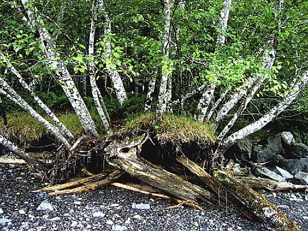 Haida Gwaii, 6 of 13